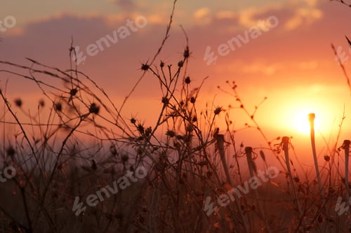 Sunset over Wild Plants in Natural Setting