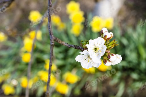 Preview: cherry blossom and yellow narcissus on background