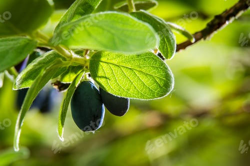 Preview: Closeup blueberries in the bush