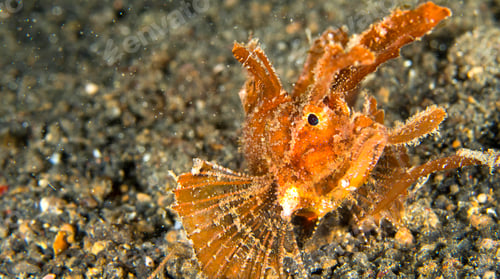 Preview: Ambon Scorpionfish, North Sulawesi, Indonesia