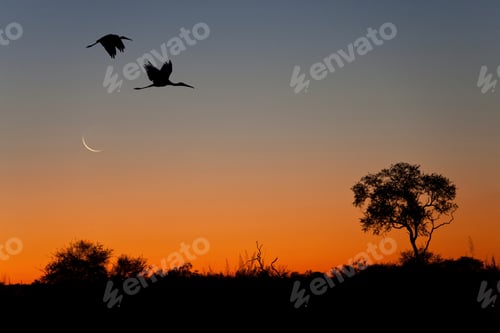 Preview: Okavango Delta - Botswana