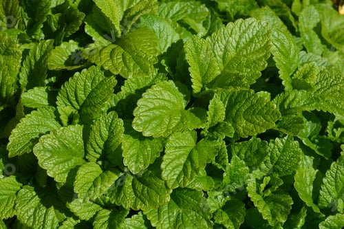 Preview: Fresh green leaves of Lemon Balm, also known as Melissa Officinalis, a lemon scented herb