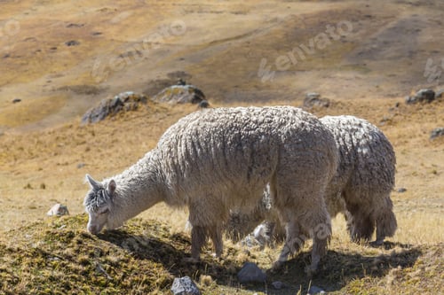 Preview: Alpaca