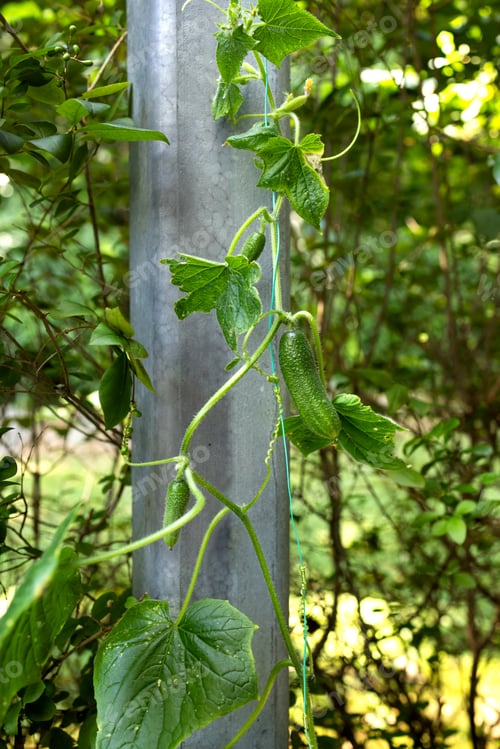 Preview: A cucumber stalk winds along a wire along the balcony. Ovaries and gherkin. A bush in the background