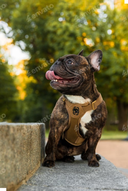 Preview: A dog wearing a harness at the park