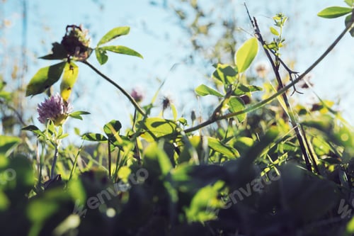 Preview: Plant on lawn in sunny day
