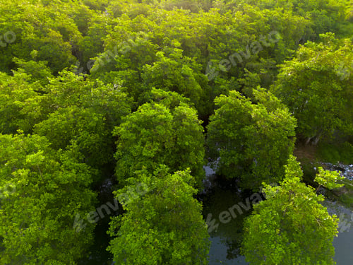 Preview: the beauty of Indonesia with mangrove forests and beaches at sunset