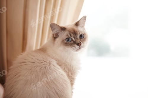 Preview: Waiting for you to come home...Portrait of an adorable siamese cat sitting at a window.