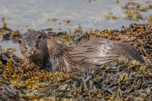 Preview: Small otter among seaweed in the water and on the surface