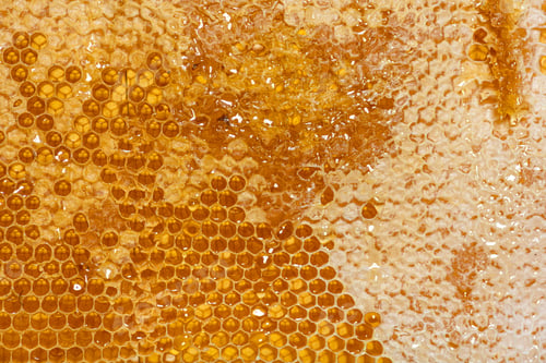 Preview: Close-up on the honeycombs of a hive frame full of dripping honey
