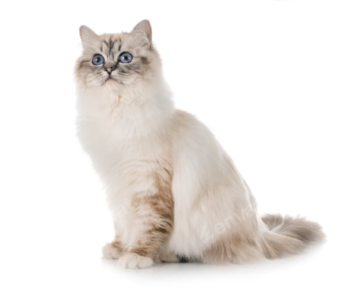 Preview: birman kitten in studio
