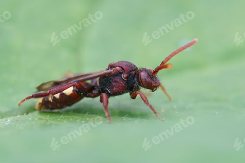 Preview: Macro shot of the cuckoo bee on a green leave