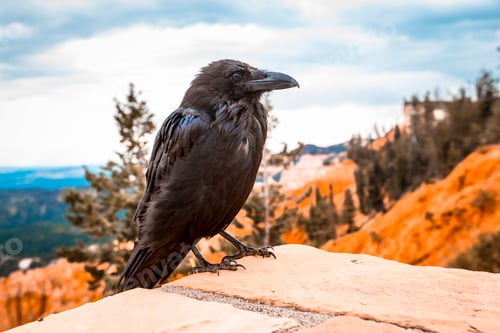 Preview: A black vulture looking to the left in Bryce National Park. Utah, United States