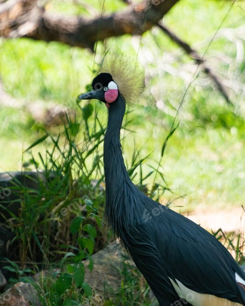Preview: Solitary Eastern crowned crane (Balearica regulorum) in a field of lush green grass