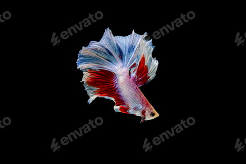 Preview: Siamese fighting fish Betta splendens on black background