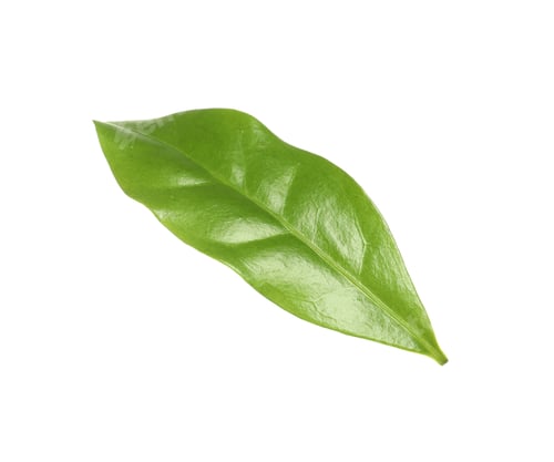 Preview: Fresh green coffee leaf isolated on white