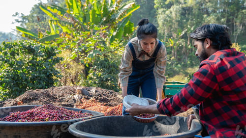 Preview: Farmer using a coffee cherry pulping machine to process beans.