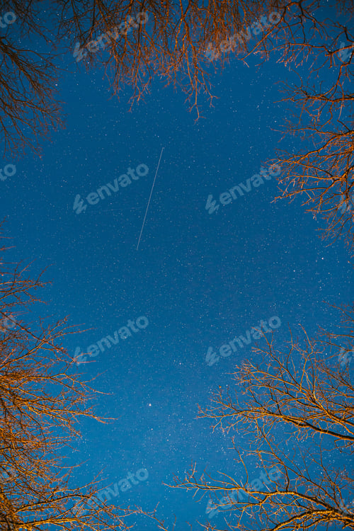 Preview: Night Sky Stars Above Oak Trees Branches In Early Spring. Natural Starry Sky Above Woods. Night Sky