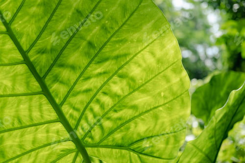 Preview: Close-up of Elephant ear leaf or Giant taro (Alocasia macrorrhizos), Natural background with sunligh