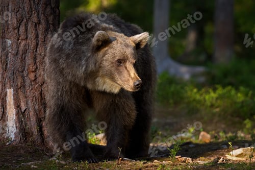 Preview: Closeup of a grizzly bear in a forest covered in greenery in Finland with a blurry background