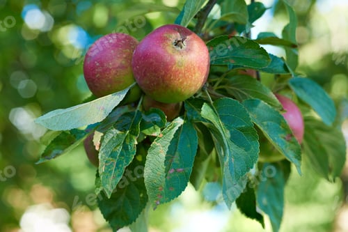 Preview: Fresh apple in the garden. Fresh apple in the tree.