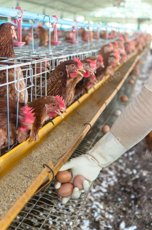 Preview: Hand pick the egg in chicken farm