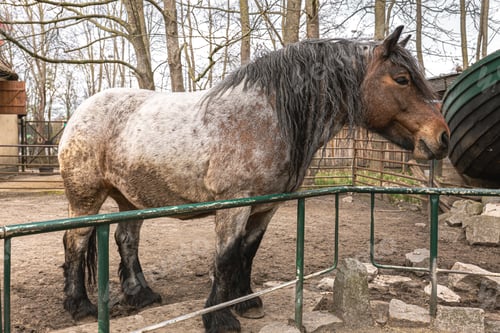 Preview: Sad pony in the zoo, wild animal in captivity.
