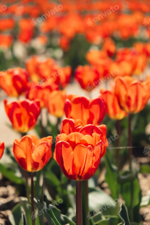 Preview: Tulip flowers blooming in the garden field landscape. Stripped tulips growing in flourish meadow