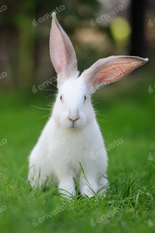 Preview: Rabbit