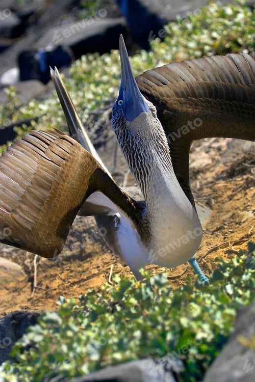 Preview: Blue-footed Booby, Galápagos National Park, Ecuador
