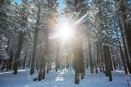 Preview: Winter forest