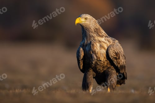 Preview: Adult white-tailed eagle sitting on the ground in the autumn at sunrise