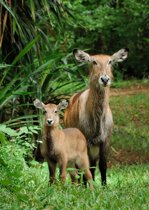 Preview: Waterbuck