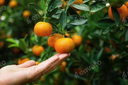 Preview: Hand of woman is holding of mandarin from a tree. Hue, Vietnam.