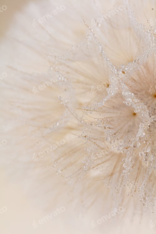 Preview: Abstract dandelion macro flower background. Seed macro closeup. Soft focus