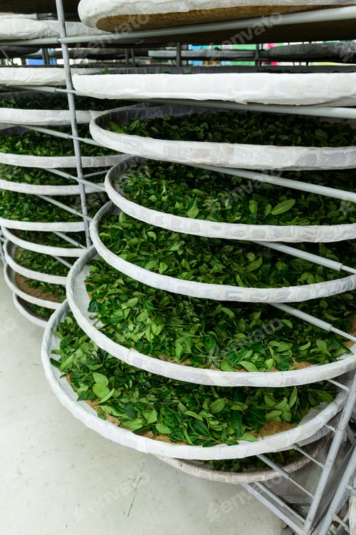 Preview: Fermentation racks of tea in factory
