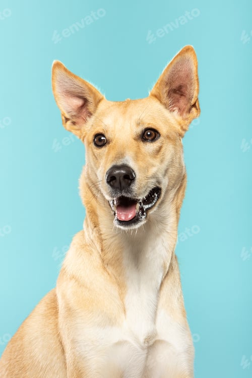 Preview: Happy dog poses against a blue background in a studio setting
