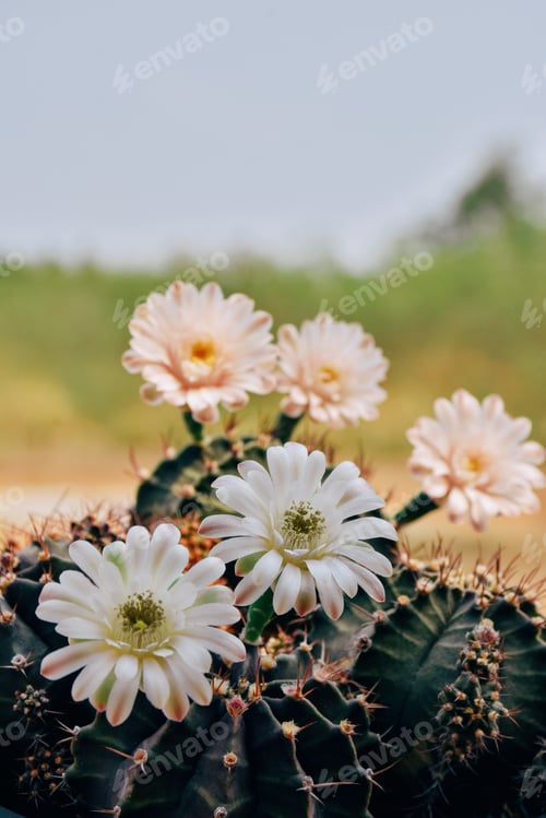 Preview: Little cactus on small pot, plant for decoration, soft focus.