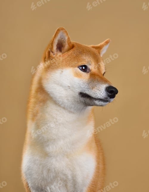 Preview: Cute Shiba Inu dog