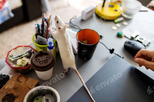 Preview: White Rat Stands on Desk Exploring Office