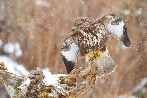 Preview: Majestic common buzzard sitting on branch with open wings in snowy atmosphere
