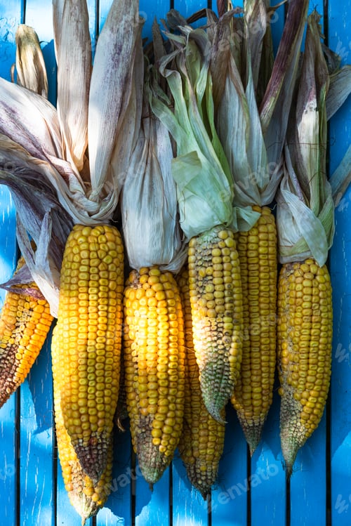Preview: Corncob fresh and ripe on wooden table in garden