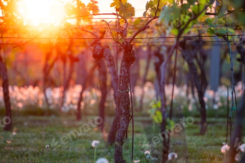 Preview: Beautiful vineyard landscape at sunset