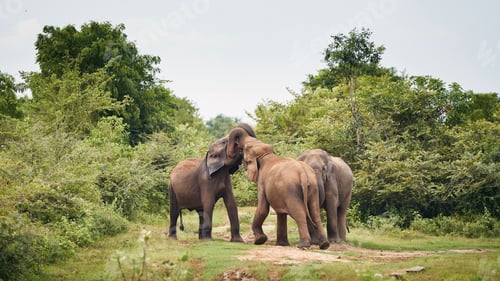 Preview: Elephants in the wild in Sri Lanka