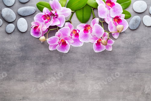 Preview: Beauty orchid on a gray background. Spa scene.
