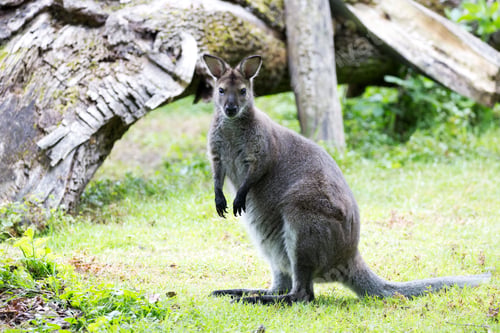 Preview: Kangaroo in a clearing
