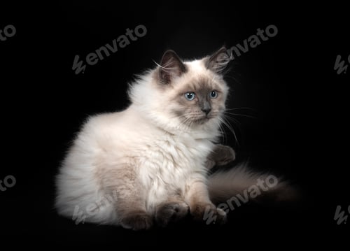 Preview: siberian cat in studio