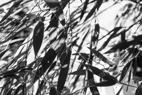 Preview: Bamboo leaves in monochrome texture photo
