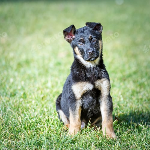 Preview: shepherd