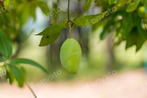 Preview: Green mango hanging, mango field, mango farm. Agricultural concept, Agricultural industry concept.